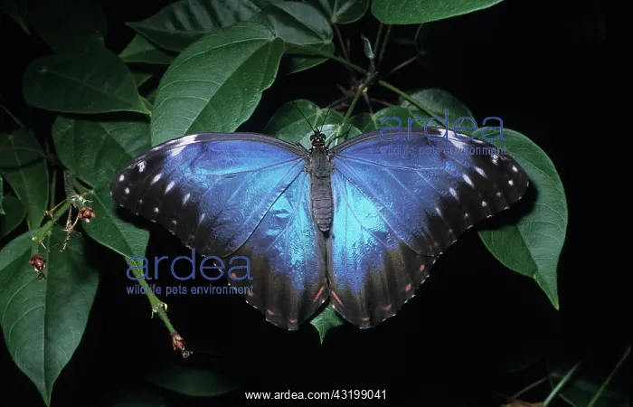 : The morpho butterfly : The morpho butterfly