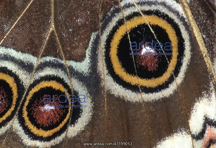 : Morpho butterfly detail : Morpho butterfly detail
