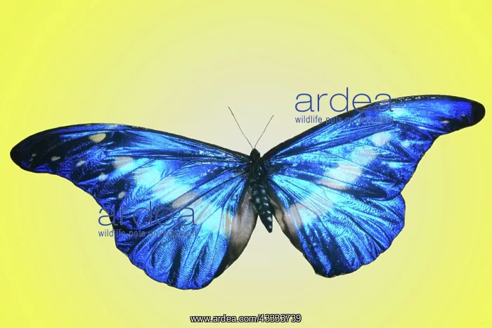  : Morpho Butterfly