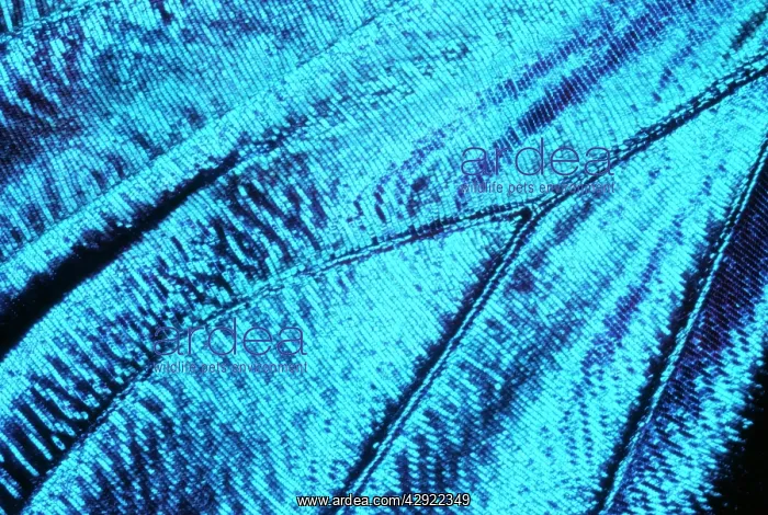 : Morpho Butterfly - close-up of scales : Morpho Butterfly - close-up of scales