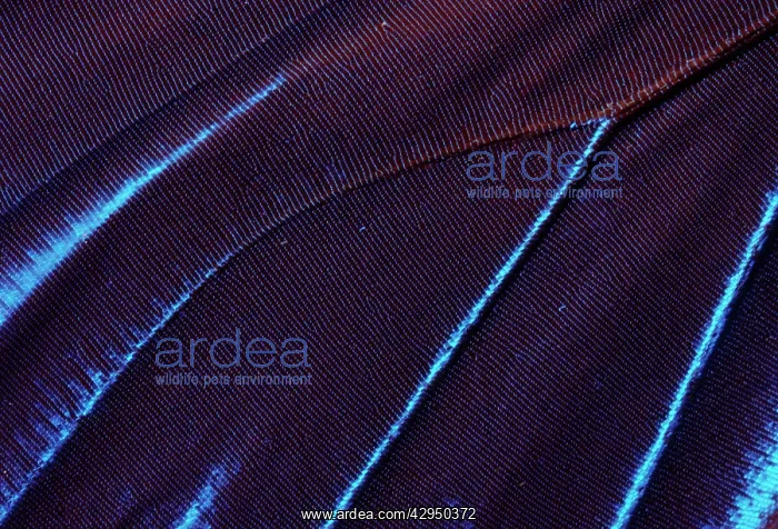 : Morpho Butterfly - the color of its wings depend : Morpho Butterfly - the color of its wings depend