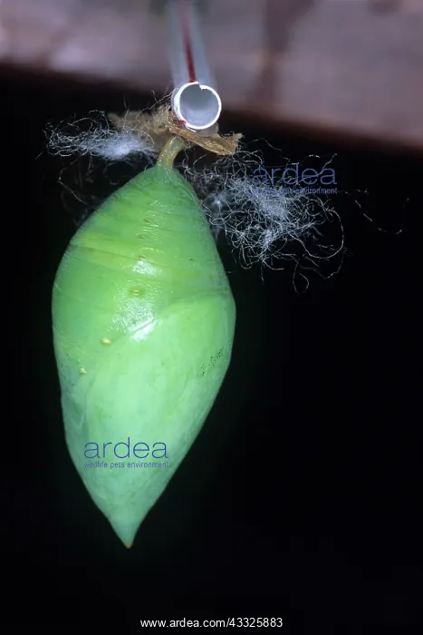 : Morpho Chrysalis : Morpho Chrysalis
