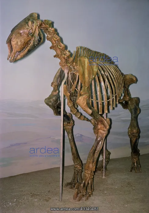 : Morpus Fossil - mammal : Morpus Fossil - mammal