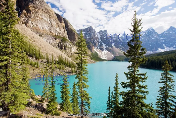 : Morraine Lake - famous alpine lake : Morraine Lake - famous alpine lake