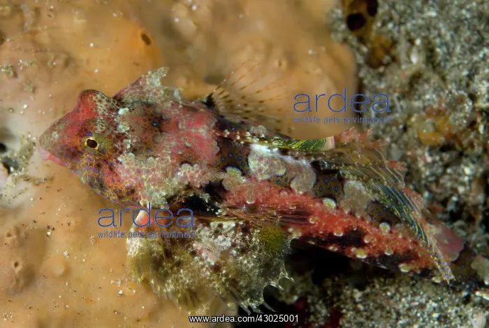 : Morrison's Dragonet on coral : Morrison's Dragonet on coral
