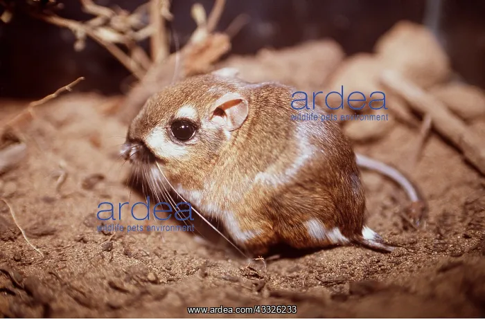 : MORRO BAY KANGAROO RAT - close-up : MORRO BAY KANGAROO RAT - close-up