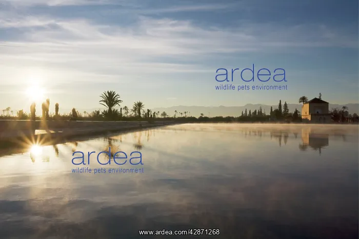 : Morroco - The basin and the minzah (= palace-like : Morroco - The basin and the minzah (= palace-like
