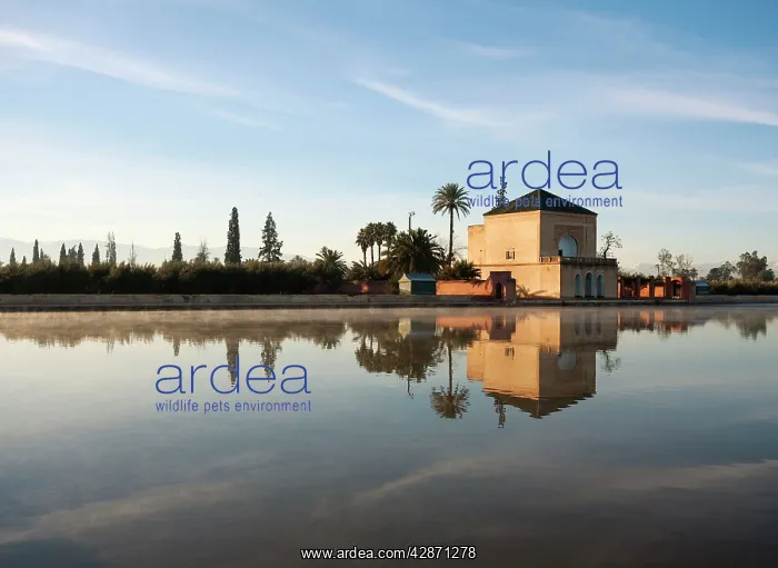 : Morroco - The basin and the minzah (= palace-like : Morroco - The basin and the minzah (= palace-like