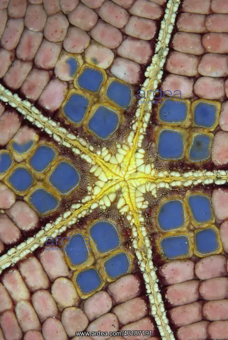 : Mosaic Cushion Star ~ Underside : Mosaic Cushion Star ~ Underside