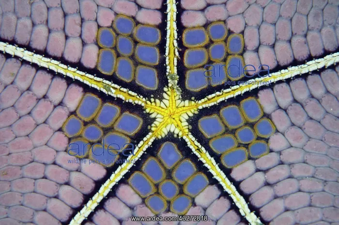 : Mosaic Cushion Star ~ Underside : Mosaic Cushion Star ~ Underside