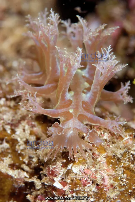  : Mosaic Nudibranch