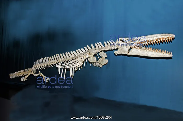 : Mosasaur (Tylosaurus proriger) : Mosasaur (Tylosaurus proriger)
