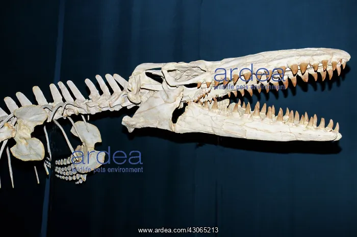 : Mosasaur (Tylosaurus proriger) : Mosasaur (Tylosaurus proriger)