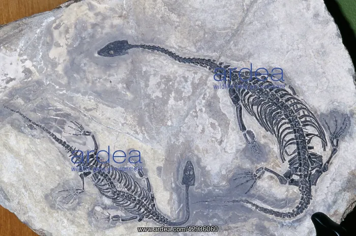 : Mosasaur Aquatic Lizard Fossil - Triassic period : Mosasaur Aquatic Lizard Fossil - Triassic period