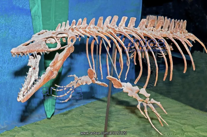 : Mosasaur Fossil : Mosasaur Fossil