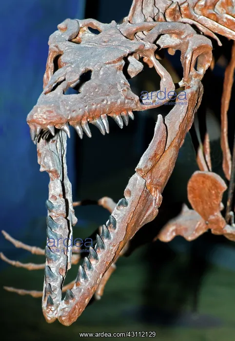 : Mosasaur Fossil : Mosasaur Fossil