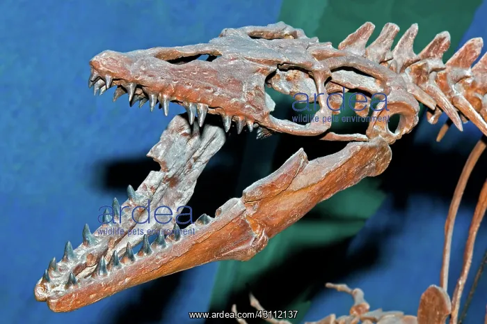 : Mosasaur Fossil : Mosasaur Fossil