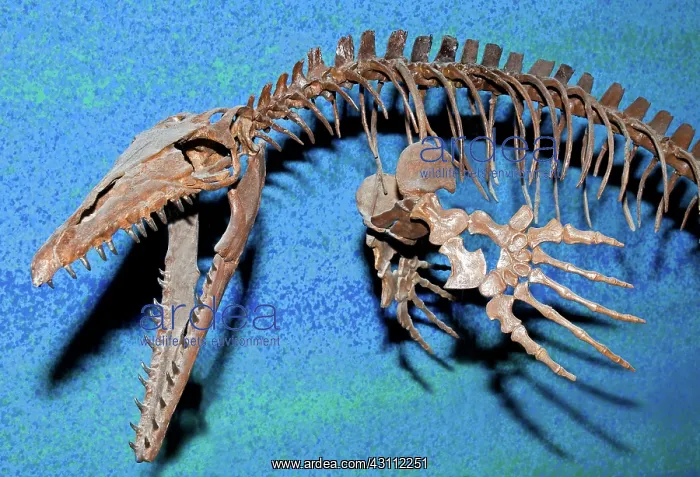 : Mosasaur Fossil : Mosasaur Fossil