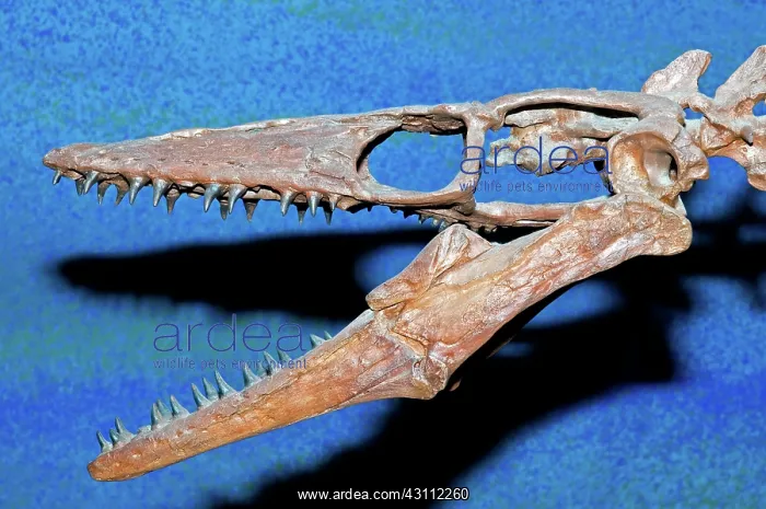 : Mosasaur Fossil : Mosasaur Fossil