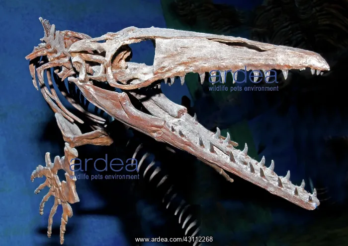 : Mosasaur Fossil : Mosasaur Fossil