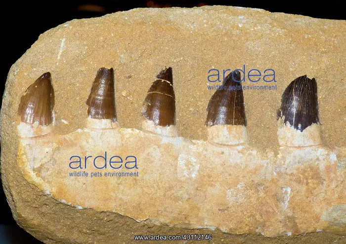 : Mosasaur Jaw Fossil : Mosasaur Jaw Fossil
