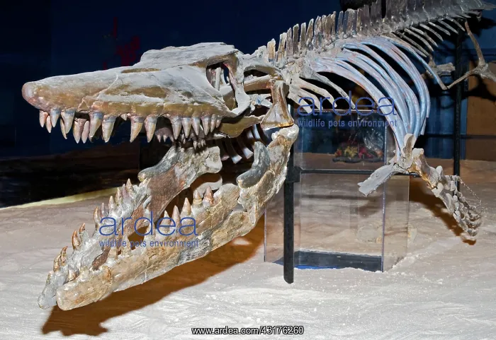 : Mosasaur Skeleton : Mosasaur Skeleton