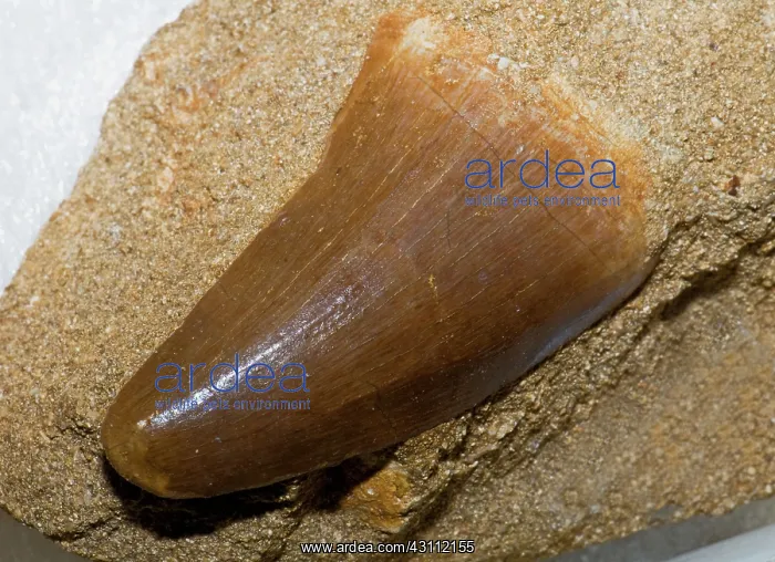 : Mosasaur Tooth Fossil : Mosasaur Tooth Fossil