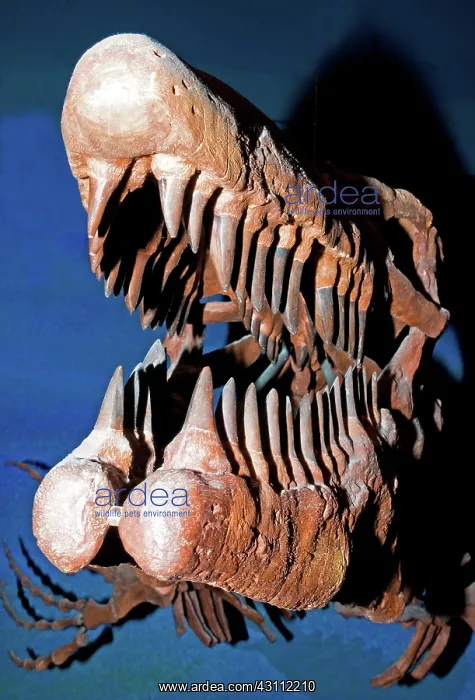 : Mosasaur Tylosaurus Proiger : Mosasaur Tylosaurus Proiger