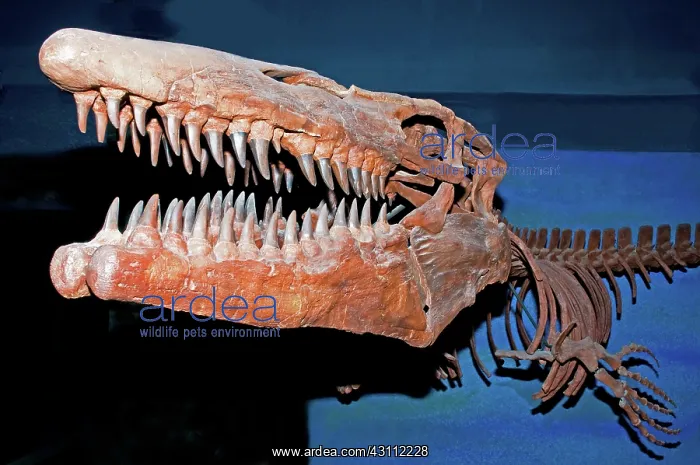 : Mosasaur Tylosaurus Proiger : Mosasaur Tylosaurus Proiger