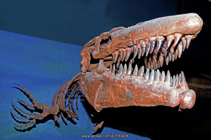 : Mosasaur Tylosaurus Proiger : Mosasaur Tylosaurus Proiger