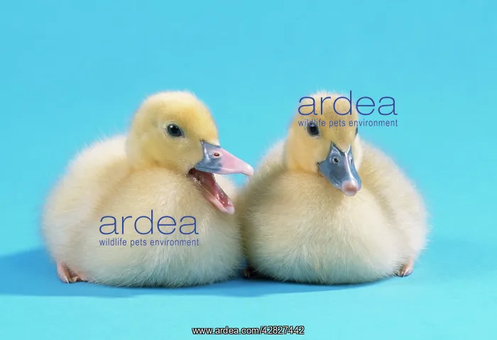  : Moscovy Duck - ducklings, one quacking
