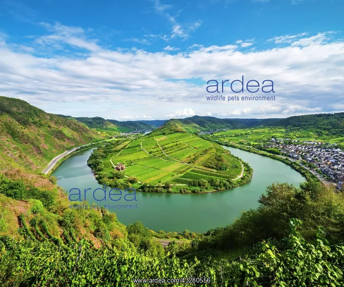 : Mosel river loop, Bremm, Moselle valley, Rhineland-Palatinat : Mosel river loop, Bremm, Moselle valley, Rhineland-Palatinat