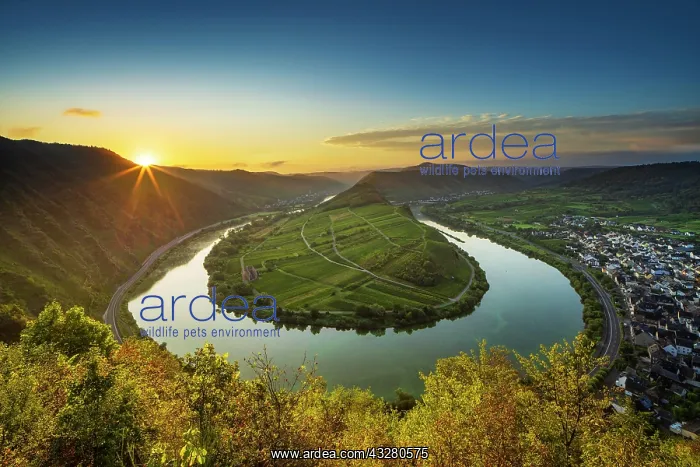 : Mosel river loop, at sunrise, Bremm, Moselle valley : Mosel river loop, at sunrise, Bremm, Moselle valley