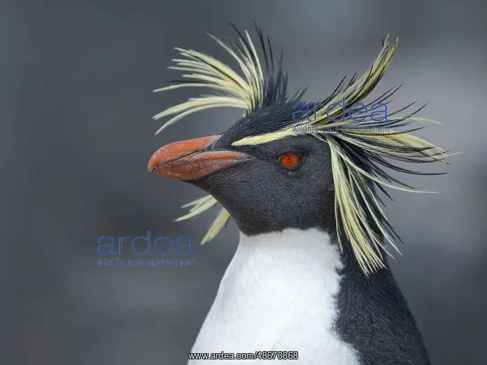 : Moseley's penguin also called Northern Rockhopper penguin on : Moseley's penguin also called Northern Rockhopper penguin on