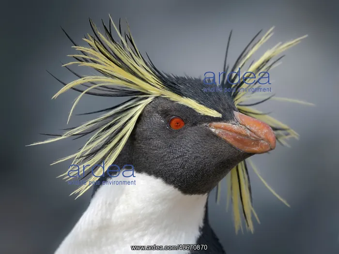 : Moseley's penguin also called Northern Rockhopper penguin on : Moseley's penguin also called Northern Rockhopper penguin on
