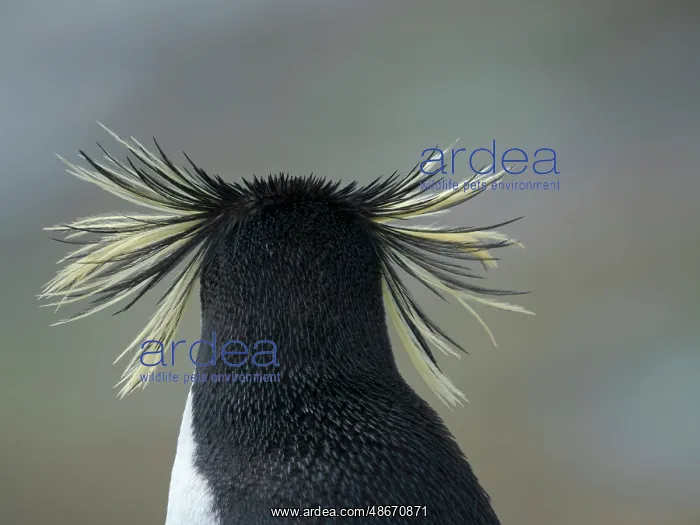 : Moseley's penguin also called Northern Rockhopper penguin on : Moseley's penguin also called Northern Rockhopper penguin on