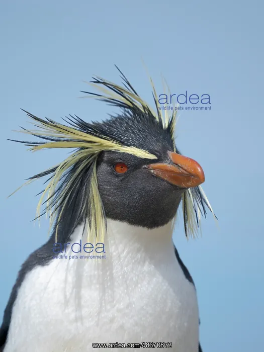 : Moseley's penguin also called Northern Rockhopper penguin on : Moseley's penguin also called Northern Rockhopper penguin on