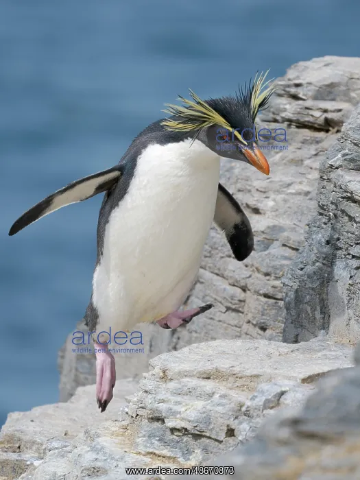 : Moseley's penguin also called Northern Rockhopper penguin on : Moseley's penguin also called Northern Rockhopper penguin on