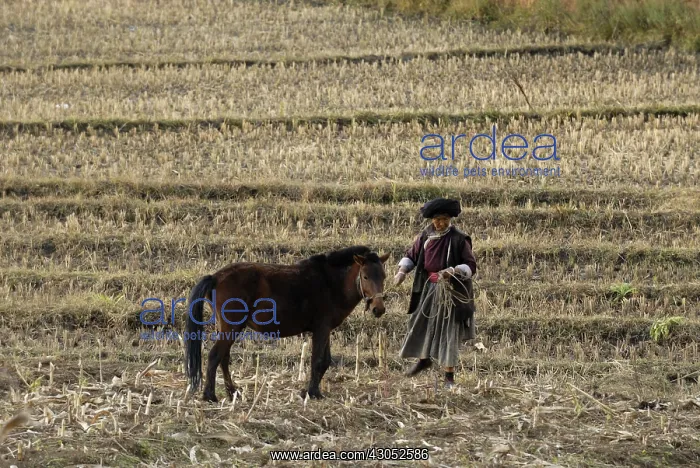 : Moso woman and her horse in a field Yunnan China : Moso woman and her horse in a field Yunnan China