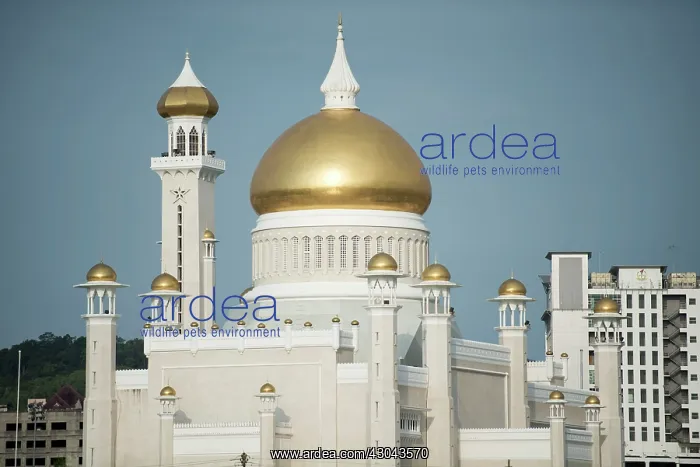 : Mosque Opulent Sultan Omar Ali Saifuddien Mosque : Mosque Opulent Sultan Omar Ali Saifuddien Mosque