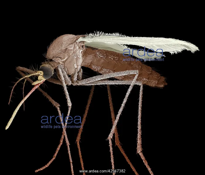 : Mosquito (Culex pipiens). Scanning Electron Micrograph (SEM) : Mosquito (Culex pipiens). Scanning Electron Micrograph (SEM)