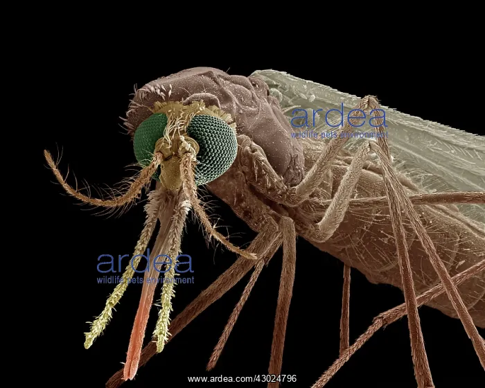 : Mosquito Scanning Electron Micrograph (SEM): Magnification x90 (if print A4 size : Mosquito Scanning Electron Micrograph (SEM): Magnification x90 (if print A4 size