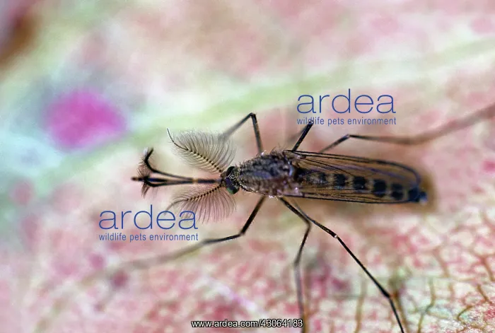 : Mosquito. This male mosquito does not bite, has feathery antennae, and feeds on nectar : Mosquito. This male mosquito does not bite, has feathery antennae, and feeds on nectar