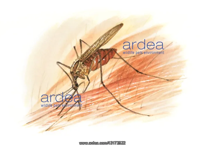 : Mosquito : Mosquito