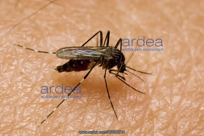 : Mosquito (Aedes sp.) feeds on a human arm : Mosquito (Aedes sp.) feeds on a human arm
