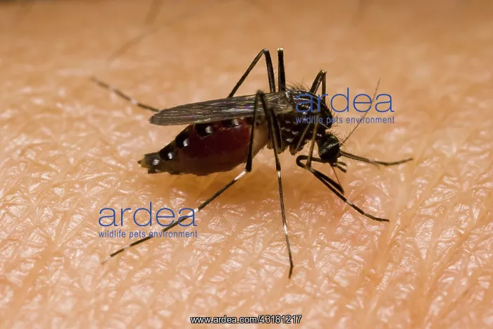 : Mosquito (Aedes sp.) feeds on a human arm : Mosquito (Aedes sp.) feeds on a human arm