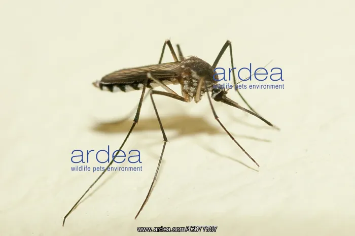 : Mosquito - Klungkung, Bali, Indonesia : Mosquito - Klungkung, Bali, Indonesia