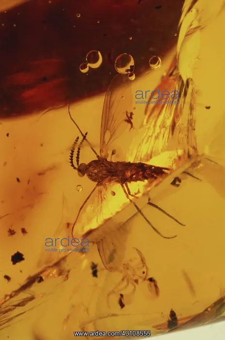: Mosquito in Amber : Mosquito in Amber