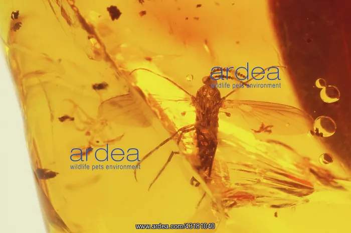 : Mosquito in Amber : Mosquito in Amber
