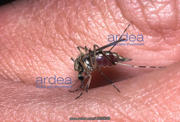 : MOSQUITO BITING : MOSQUITO BITING